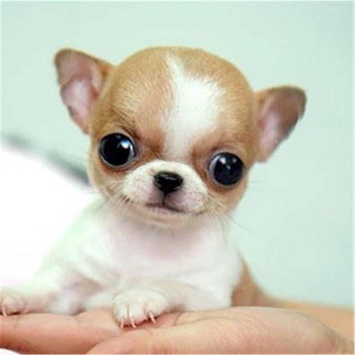 怎樣挑選吉娃娃幼犬(小型犬吉娃娃的品種及價(jià)格)