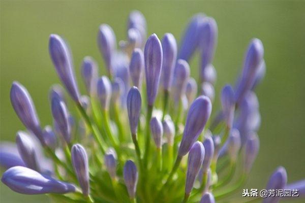 百子蓮怎么過(guò)冬，百子蓮北方室內過(guò)冬?