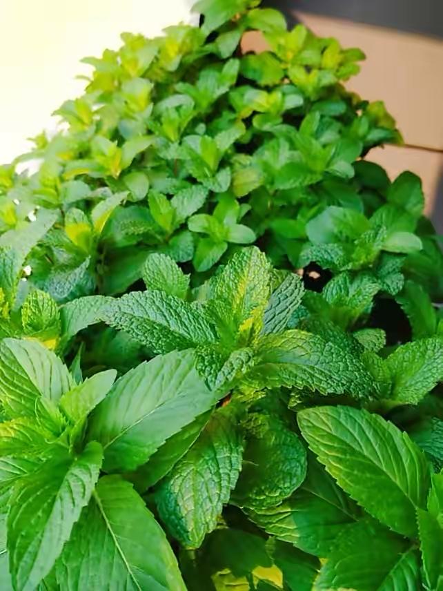 薄荷施什么肥，薄荷施肥時(shí)的兩大注意，盆栽薄荷施什么肥?