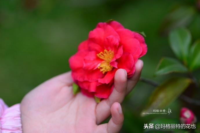 如何使茶梅在圣誕開(kāi)花，茶梅開(kāi)白花怎么辦?