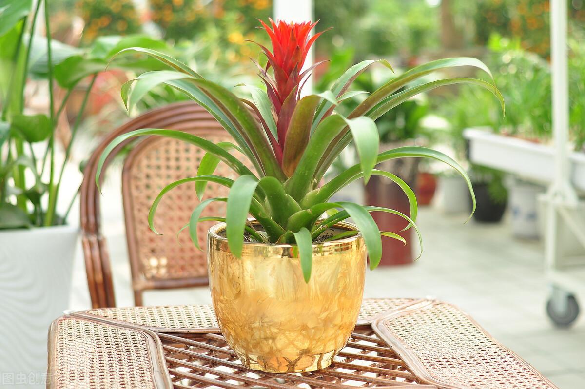 鴻運當頭怎么修剪，鴻運當頭用什么肥料最好?