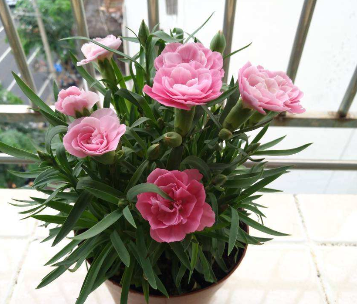 百萬(wàn)小鈴的繁殖方法，什么時(shí)候扦插，發(fā)財樹(shù)什么時(shí)候扦插好?