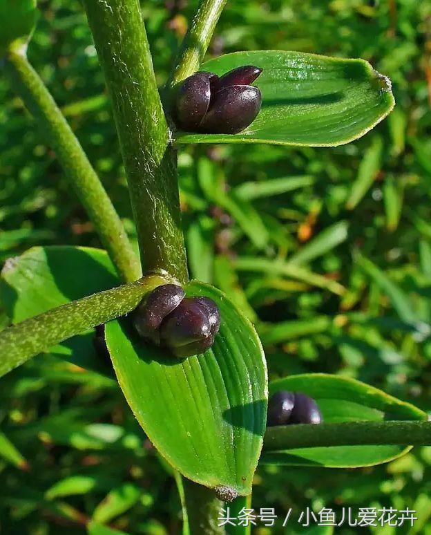 百合開(kāi)花之后怎么處理，百合一年開(kāi)花幾次，如何讓百合分叉多開(kāi)花?
