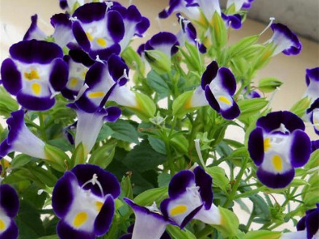 地膚開(kāi)花嗎，常年爆盆的花?