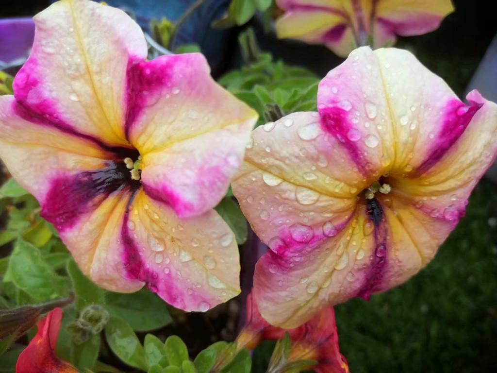 地膚開(kāi)花嗎，常年爆盆的花?