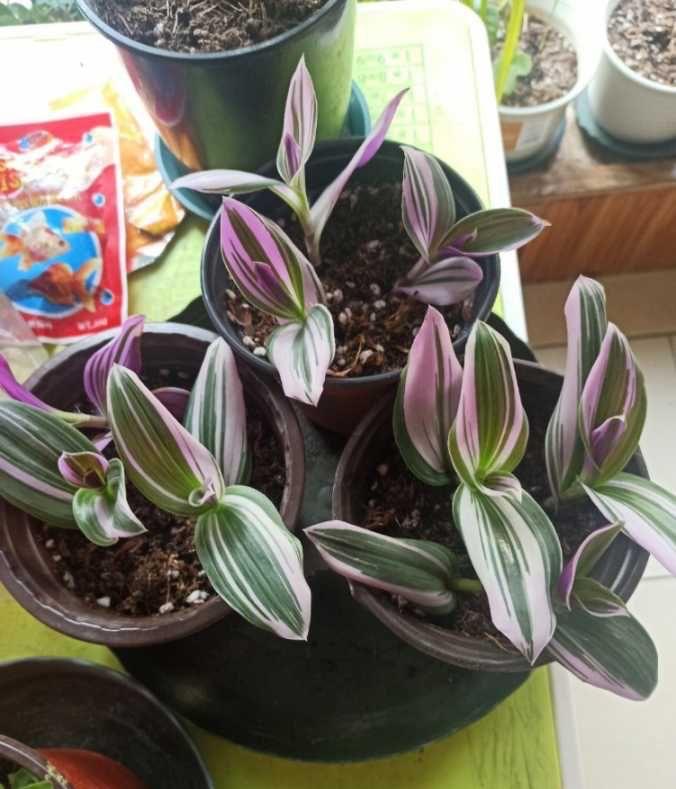 油畫(huà)吊蘭怎么養，怎么扦插，吊蘭扦插方法圖解?