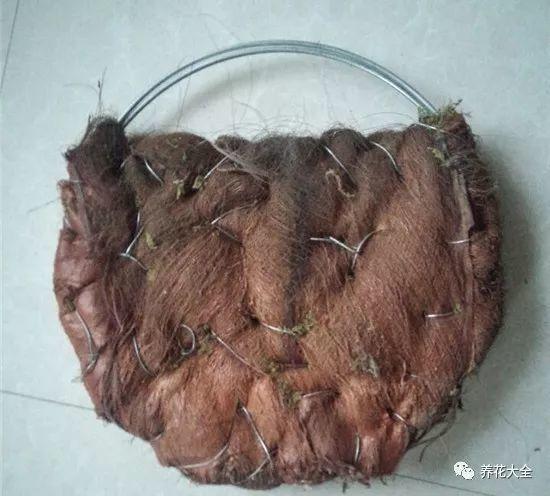 百萬(wàn)小鈴的繁殖方法，什么時(shí)候扦插，金魚(yú)吊蘭的扦插方法和注意事項?