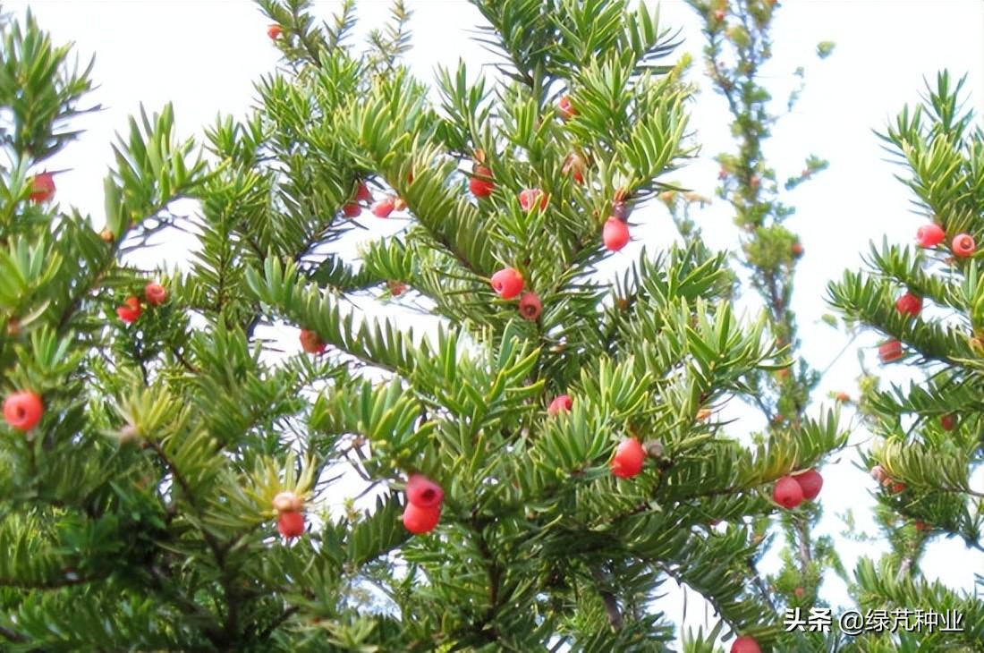 紅豆杉怎么換盆，紅豆杉移栽最佳時(shí)間?