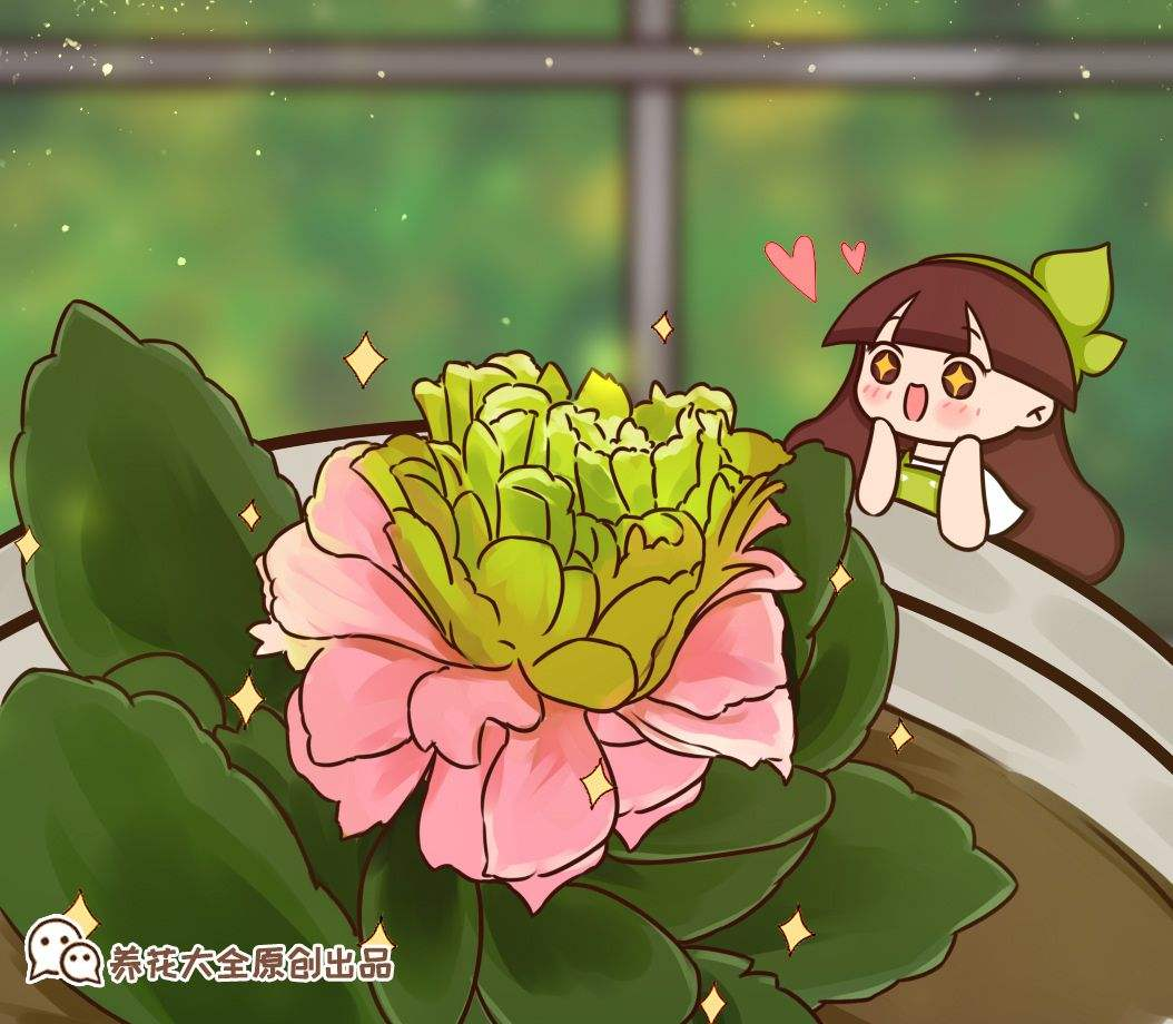 長(cháng)壽花是草本還是木本，怎樣給長(cháng)壽花施肥，長(cháng)壽花是草本嗎?