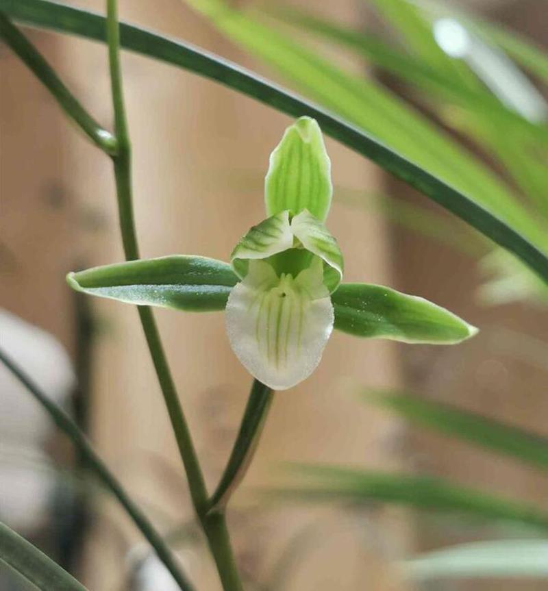 寒蘭什么時(shí)候開(kāi)花，寒蘭為什么人養的少?