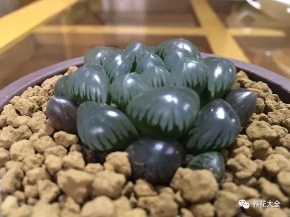 冰燈玉露怎么繁殖，冰燈玉露怎么爆盆?