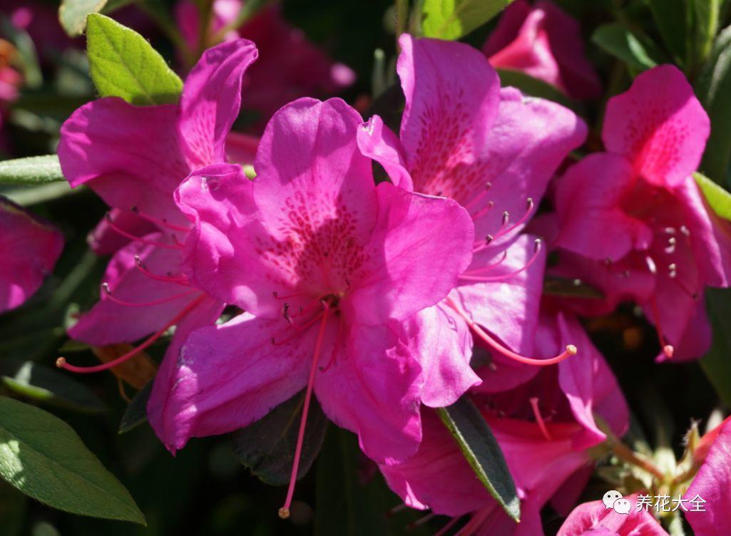 怎么讓杜鵑花開(kāi)花，開(kāi)花前用什么肥，什么肥能讓花卉快速生長(cháng)?