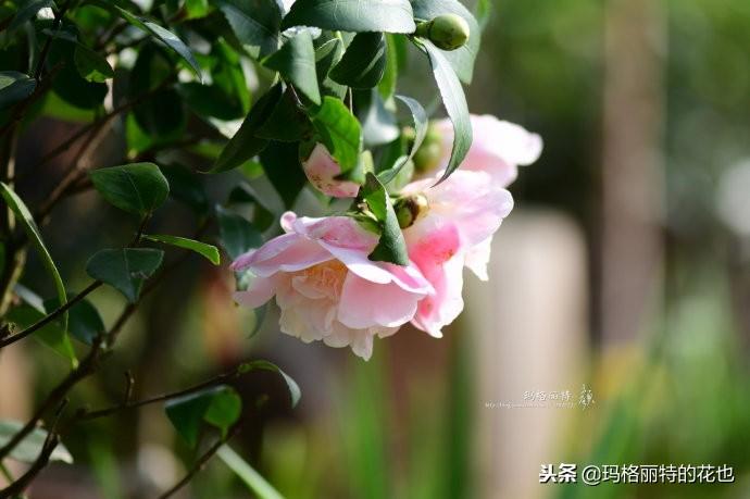 如何使茶梅在圣誕開(kāi)花，茶梅開(kāi)白花怎么辦?