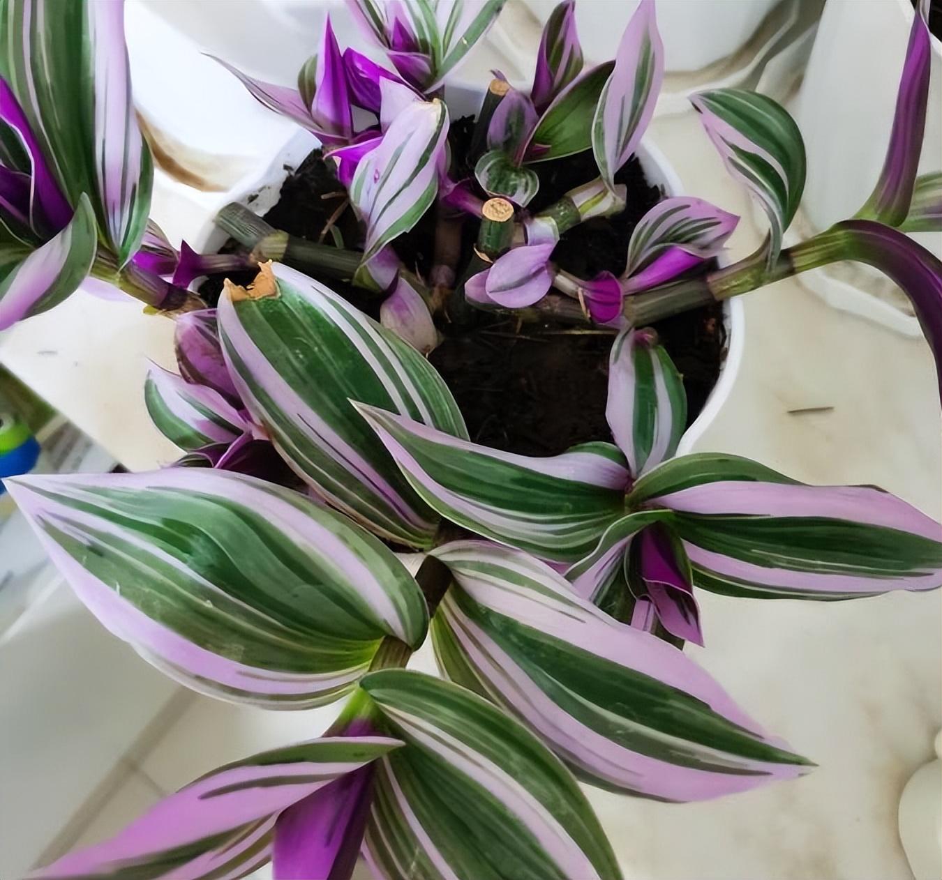 油畫(huà)吊蘭怎么養，怎么扦插，吊蘭扦插方法圖解?