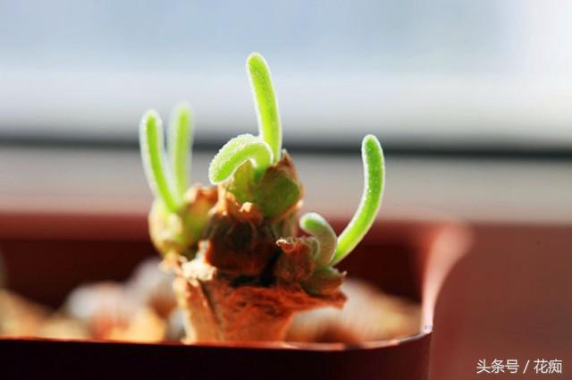 碧光環(huán)會(huì )開(kāi)花嗎，碧光環(huán)老樁?