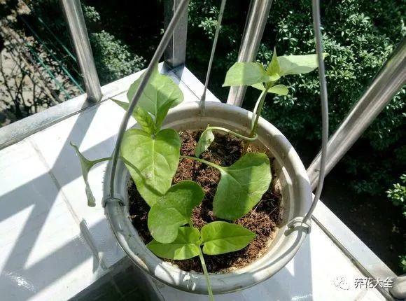 茶梅怎么扦插，茶梅扦插生根最快方法?