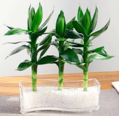 富貴竹冬天怎么養不會(huì )死，富貴竹過(guò)冬技巧，富貴竹怎么過(guò)冬啊每年養的都死了?