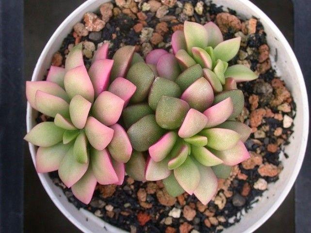 春夢(mèng)殿錦徒長(cháng)了怎么辦，春夢(mèng)殿錦葉片發(fā)軟?