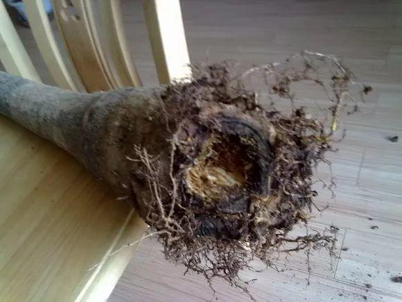 家養發(fā)財樹(shù)怎樣過(guò)冬，能用硫酸亞鐵水澆嗎，招財樹(shù)冬天怎么養?