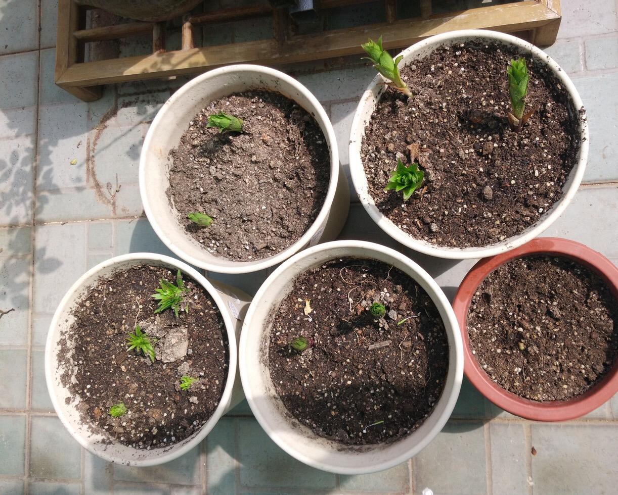 百合換盆后枯萎了的原因，怎么解決，茶花換盆后掉葉怎么辦?