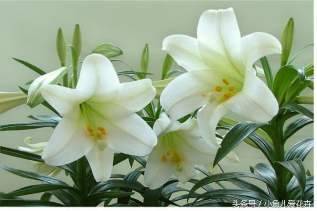 百合開(kāi)花之后怎么處理，百合一年開(kāi)花幾次，如何讓百合分叉多開(kāi)花?