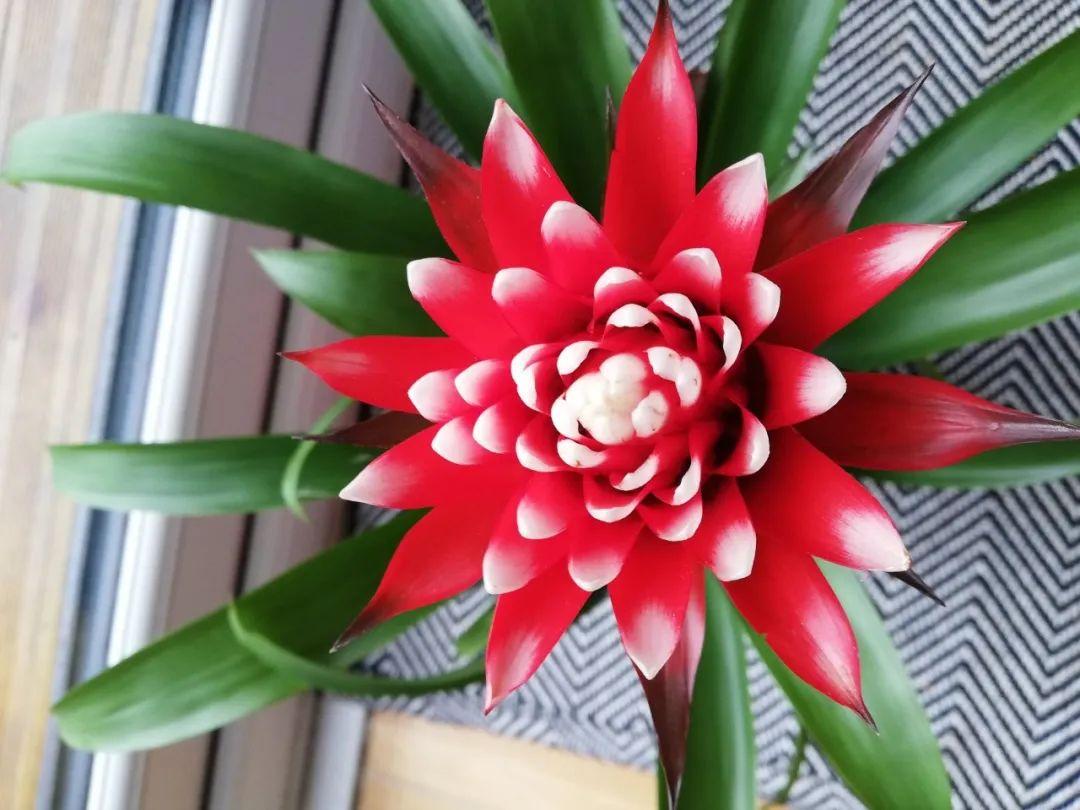 鴻運當頭怎么養長(cháng)得快，如何進(jìn)行繁殖，鴻運當頭花怎么養繁殖?