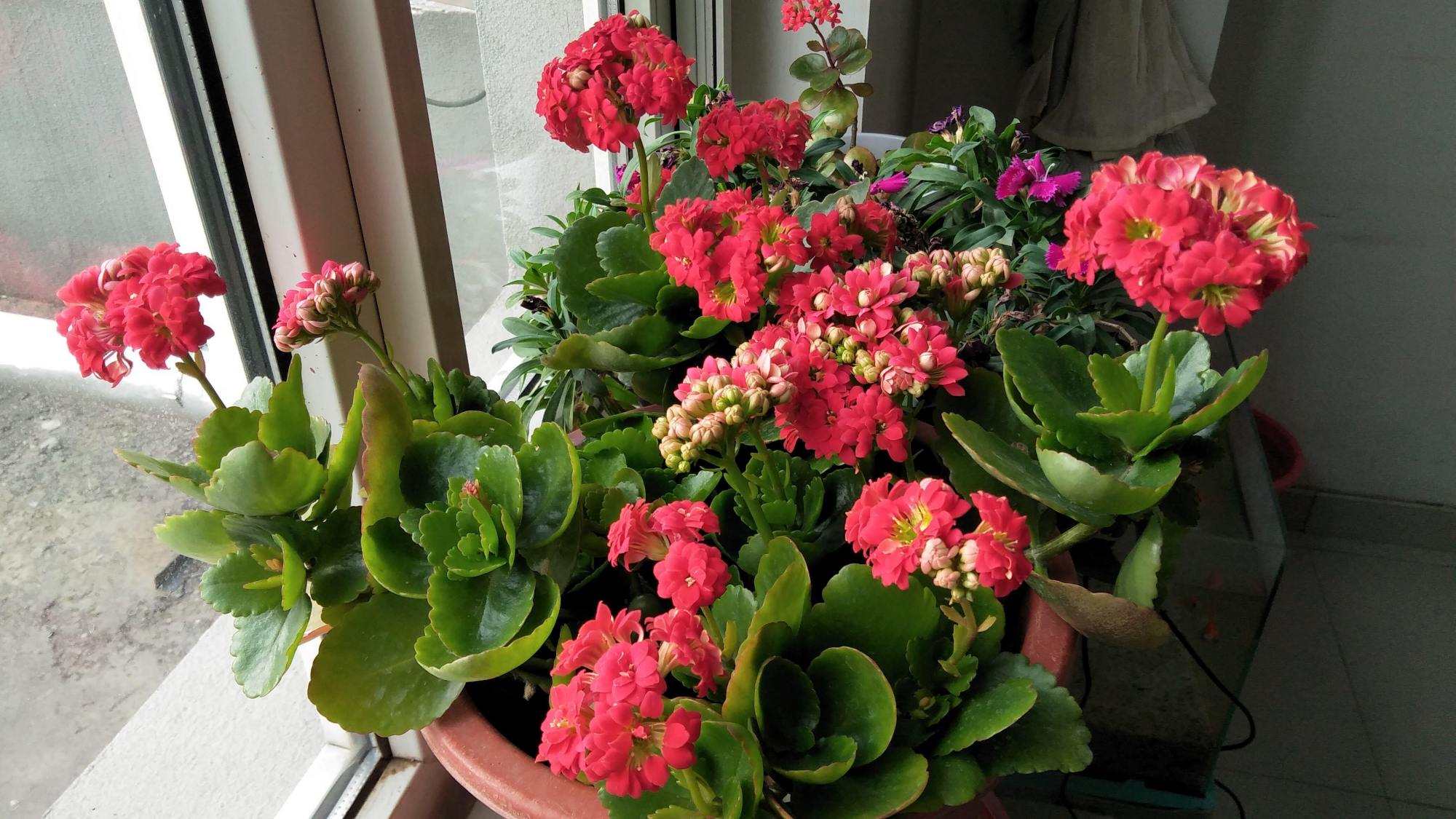 落地生根怎么摘心，落地生根怎么修剪?