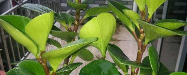 豆瓣綠冬天可以扦插嗎，豆瓣綠10月份可以扦插嗎?