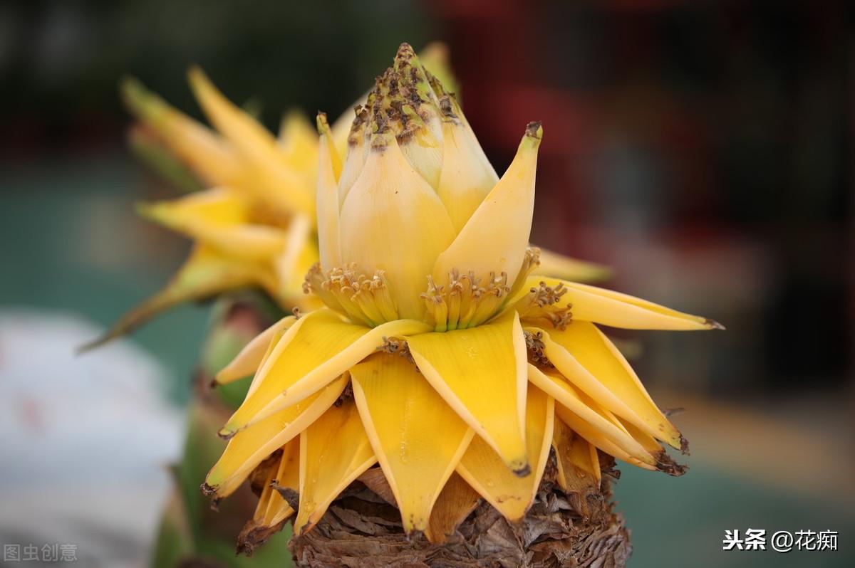 地涌金蓮開(kāi)花后怎么處理，爛莖了怎么辦，地涌金蓮花后怎么處理?