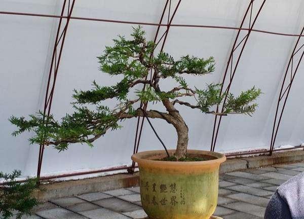 澳洲杉開(kāi)花嗎，澳洲杉如何打頂?