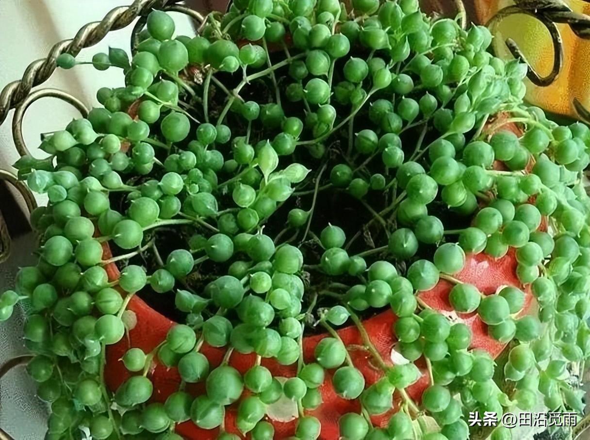 魚(yú)嘴吊蘭怎么養殖方法，怎么施肥，小嘴魚(yú)能養殖嗎?