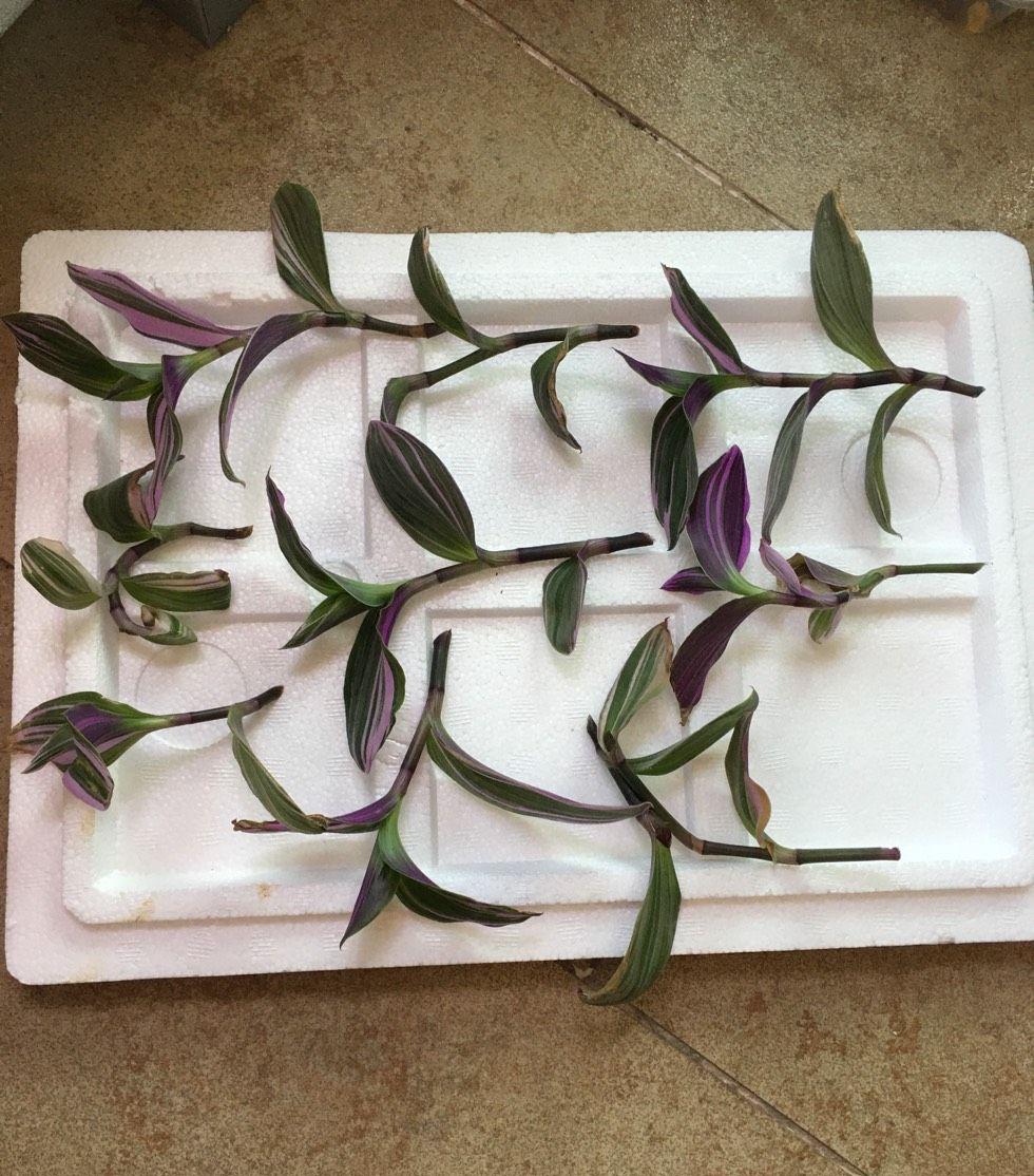 油畫(huà)吊蘭怎么養，怎么扦插，吊蘭扦插方法圖解?