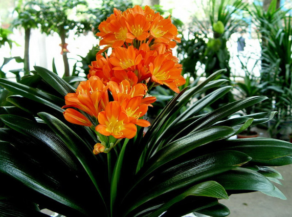 百萬(wàn)小鈴的繁殖方法，什么時(shí)候扦插，發(fā)財樹(shù)什么時(shí)候扦插好?