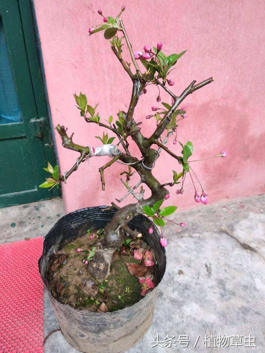 垂枝海棠什么時(shí)候開(kāi)花，垂枝海棠和垂絲海棠?