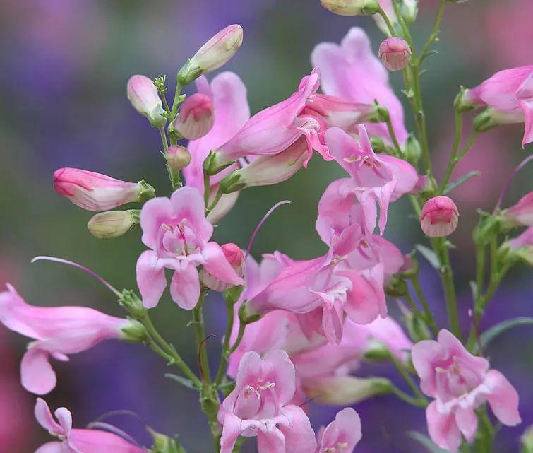釣鐘柳的繁殖方法詳解，釣鐘柳圖片?