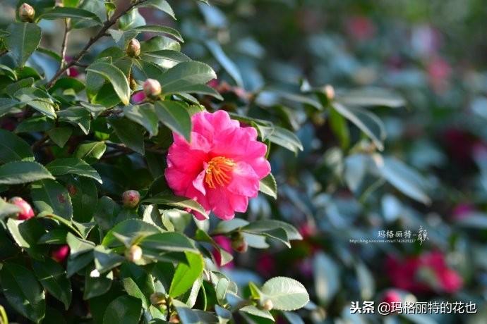 如何使茶梅在圣誕開(kāi)花，茶梅開(kāi)白花怎么辦?