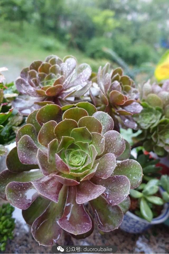 多肉白鳥(niǎo)怎么施肥，白鳥(niǎo)多肉爆盆?