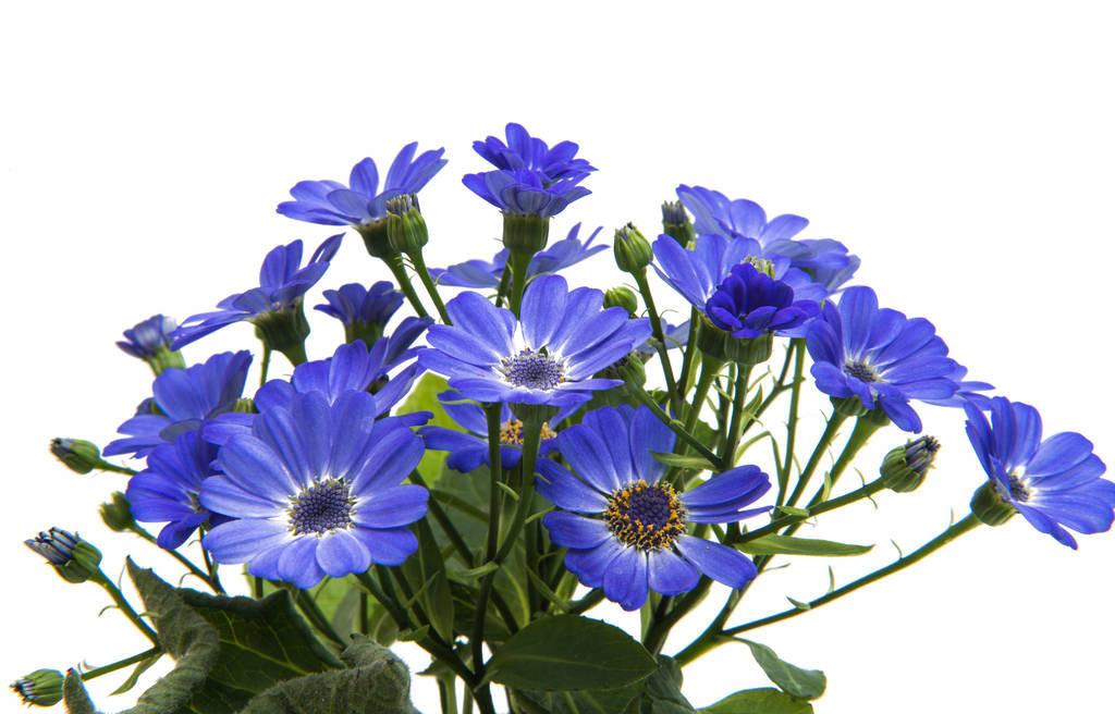 瓜葉菊怎么扦插，菊花扦插生根最快方法?