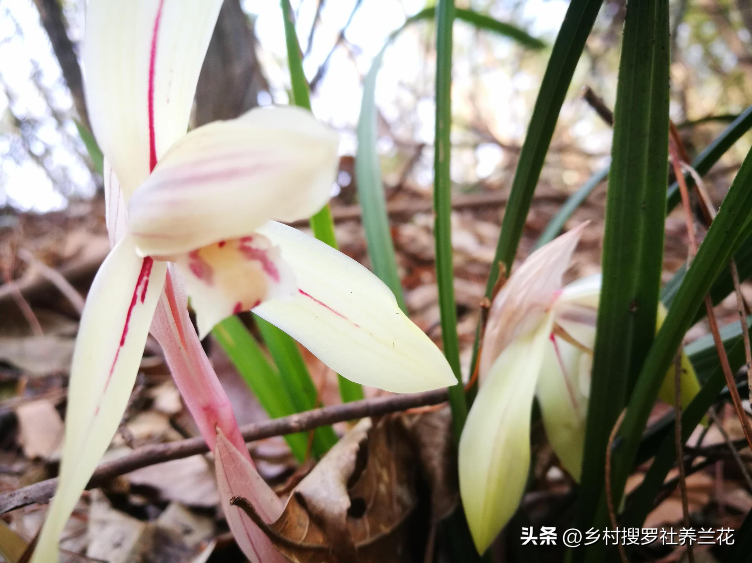 春蘭怎么繁殖，蘭花種子繁殖技術(shù)?