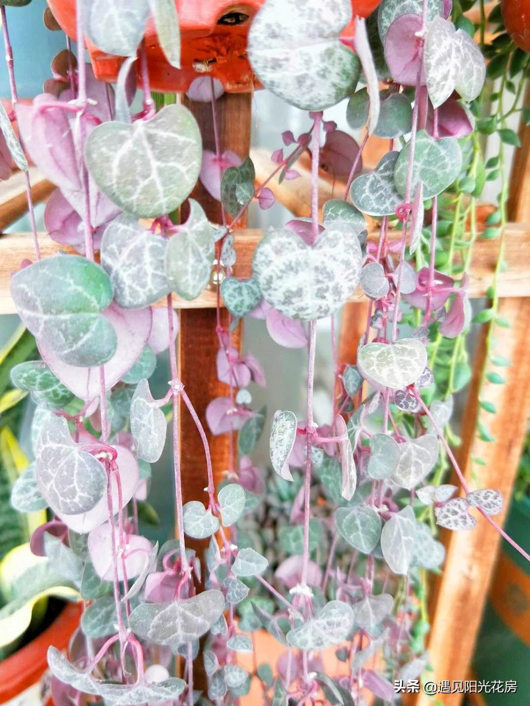 愛(ài)之蔓開(kāi)花嗎，開(kāi)花蔓 范?