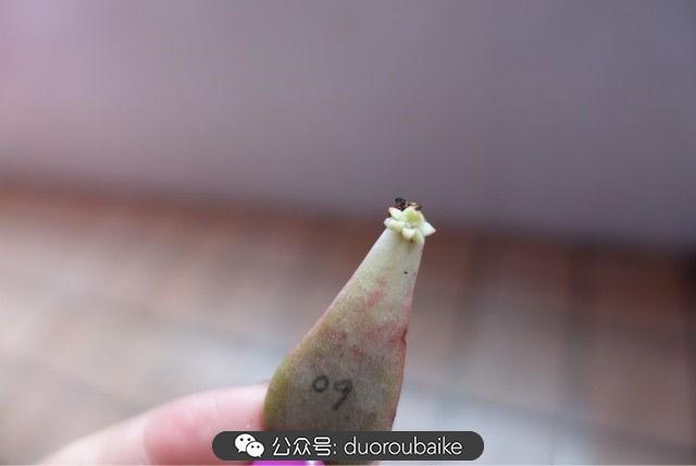 多肉白鳥(niǎo)怎么施肥，白鳥(niǎo)多肉爆盆?