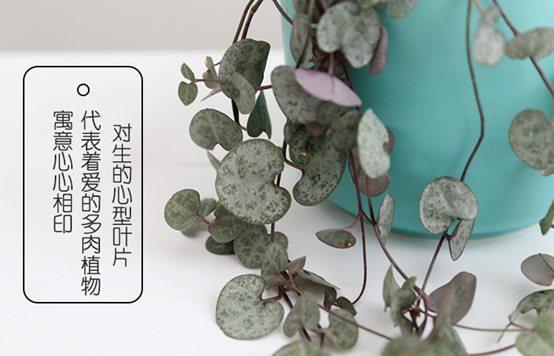 愛(ài)之蔓怎么澆水，愛(ài)之蔓如何重新移栽?