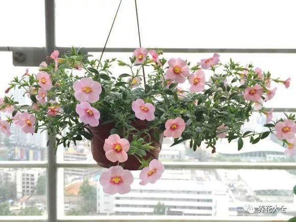 百萬(wàn)小鈴的繁殖方法，什么時(shí)候扦插，金魚(yú)吊蘭的扦插方法和注意事項?