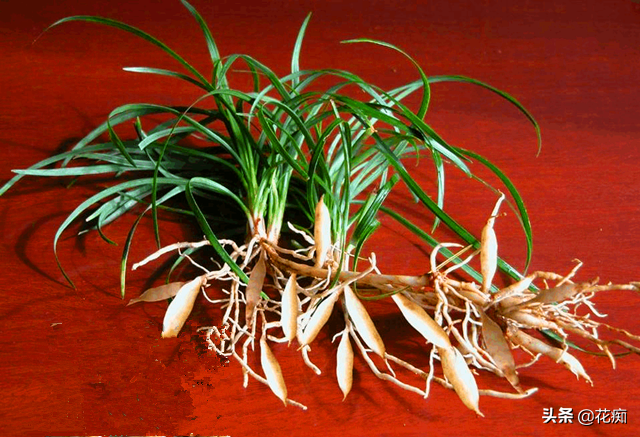 菖蒲盆景怎么過(guò)冬?，新手如何養菖蒲?