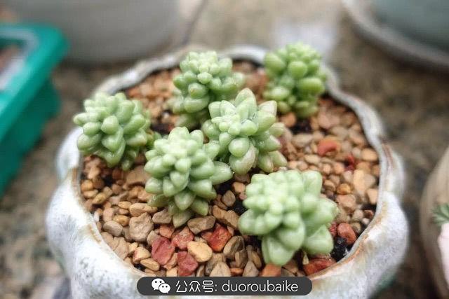 多肉白鳥(niǎo)怎么施肥，白鳥(niǎo)多肉爆盆?