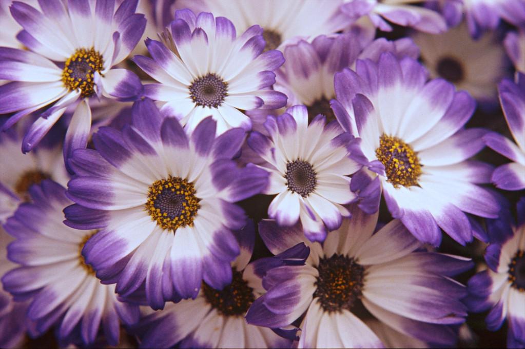 瓜葉菊怎么扦插，菊花扦插生根最快方法?