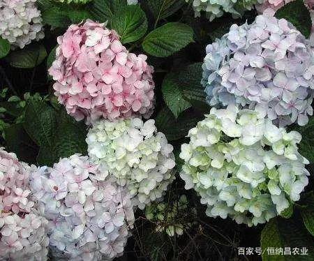 盆栽八仙花換盆及修剪方法，盆栽換盆的最佳時(shí)間?