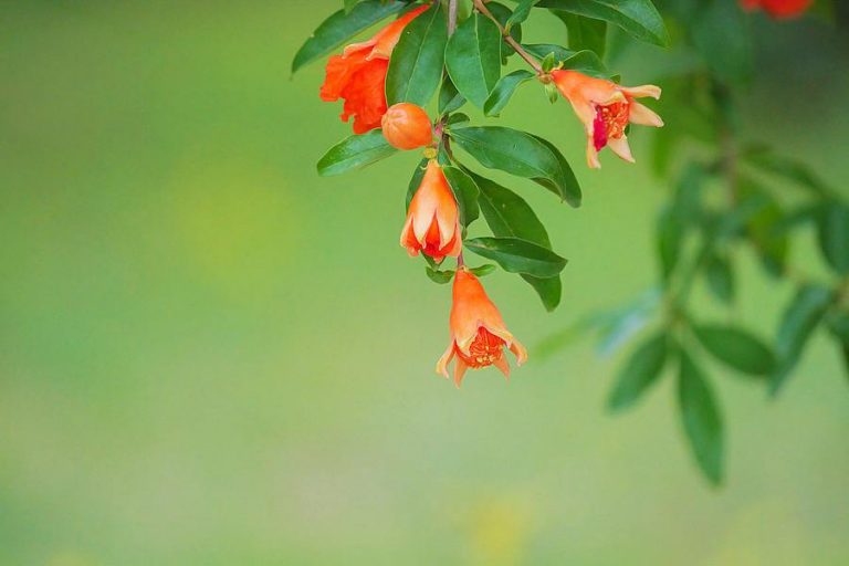 桂花是哪個(gè)城市的市花，開(kāi)花季節，桂花是哪個(gè)季節開(kāi)花?