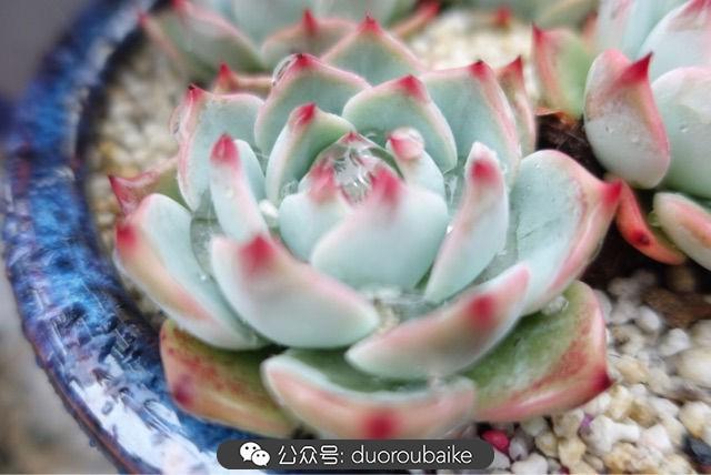 多肉白鳥(niǎo)怎么施肥，白鳥(niǎo)多肉爆盆?