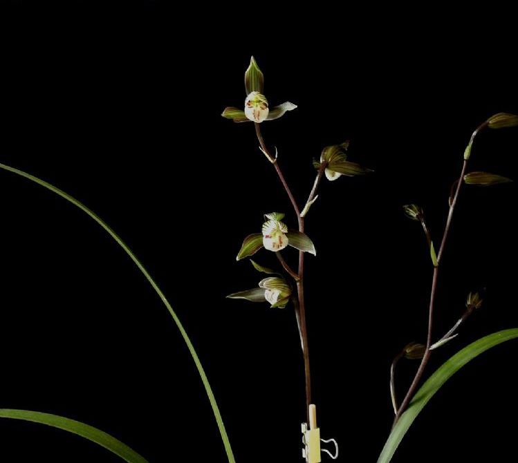 寒蘭怎么施肥，細葉寒蘭?